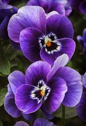 Image result for flowers purple